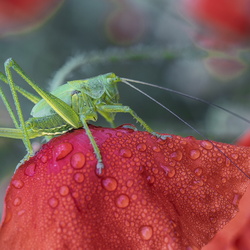 Natura